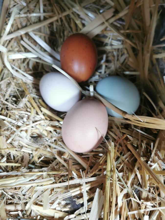 B&B A La Ferme D'Ourches Cerville Dış mekan fotoğraf