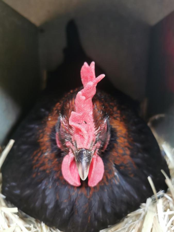 B&B A La Ferme D'Ourches Cerville Dış mekan fotoğraf