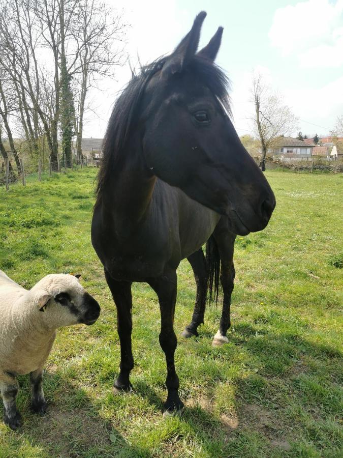 B&B A La Ferme D'Ourches Cerville Dış mekan fotoğraf