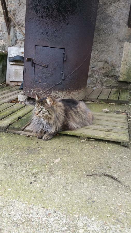 B&B A La Ferme D'Ourches Cerville Dış mekan fotoğraf